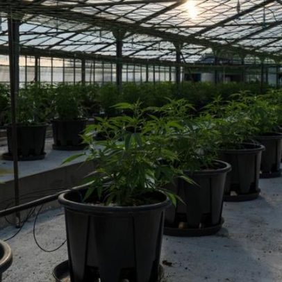 Indústria da cannabis celebra reclassificação da maconha