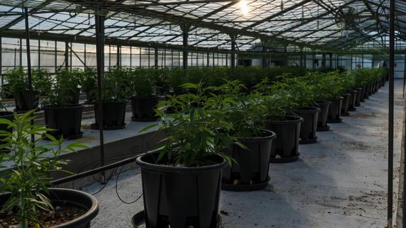 Indústria da cannabis celebra reclassificação da maconha