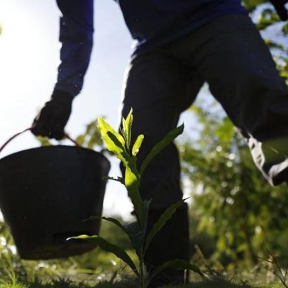 Governo apresenta plano para desenvolver a bioeconomia no país