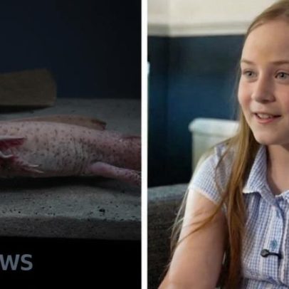 Menina relata encontro com axolotl mexicano raro no País de Gales