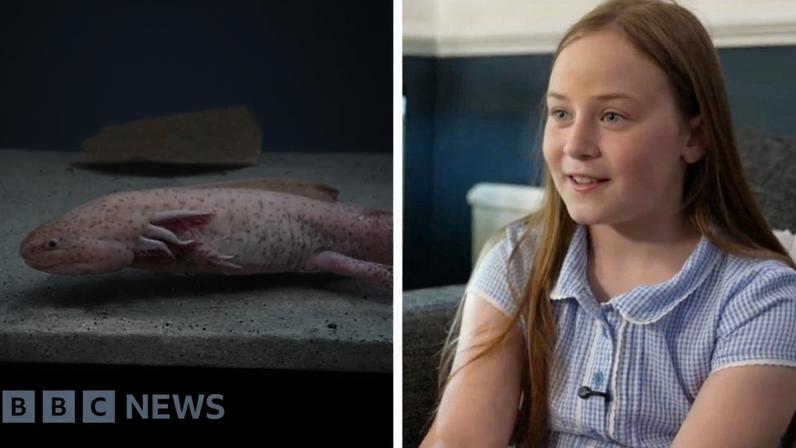 Split screen image showing the axolotl on the left and young girl Evie during interview on the right