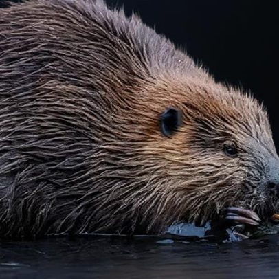 Caridade planeja liberar castores selvagens em rios
