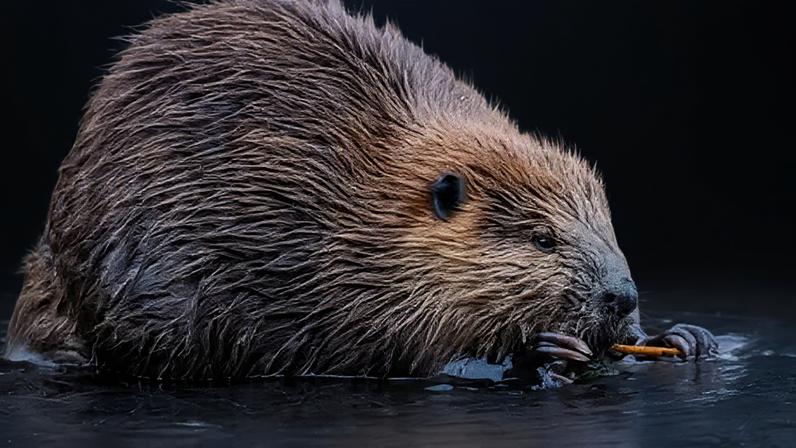Caridade planeja liberar castores selvagens em rios