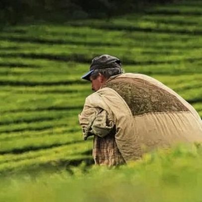 São Paulo tem 4,3 milhões de trabalhadores na agropecuária