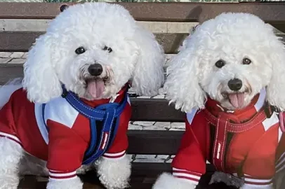 Proprietários de pets enfrentam contas altas após mudança na regra passaporte UE