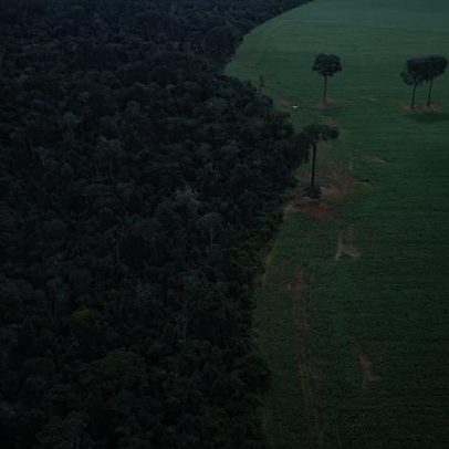 Brasil reduz perdas florestais em 42% em 2025, aponta estudo