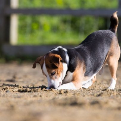 Cães convivem com humanos há pelo menos 15.800 anos, aponta estudo