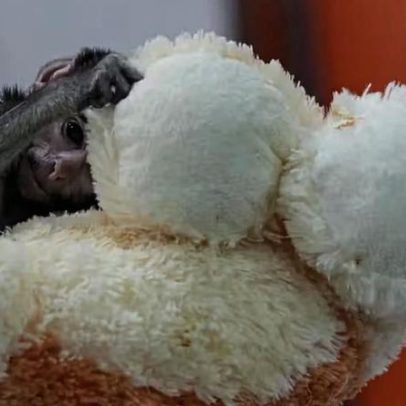 Filhote de macaco encontra conforto em pelúcia de cachorro no México
