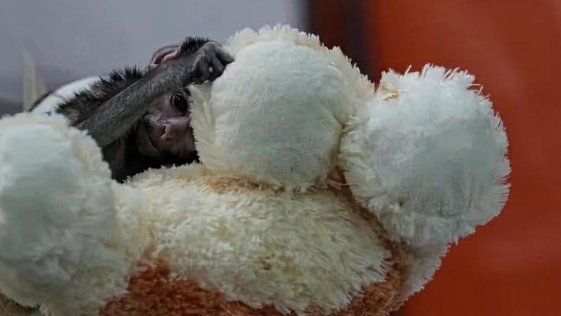 Macaco Yuji com o cachorro de pelúcia.