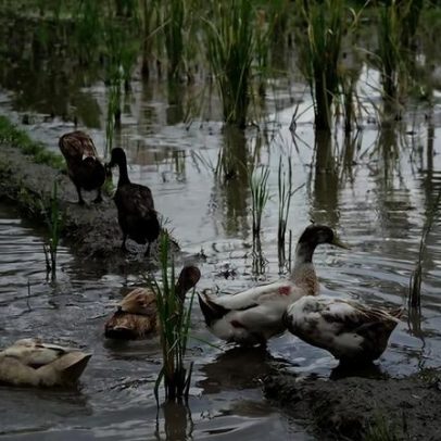 Plantas ouvem chuva chegando e aceleram o crescimento
