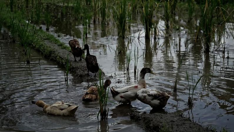 As plantas de arroz percebem as vibrações sonoras das gotas de chuva ao atingirem o solo, e os pesquisadores suspeitam que outras plantas também possam fazer o mesmo