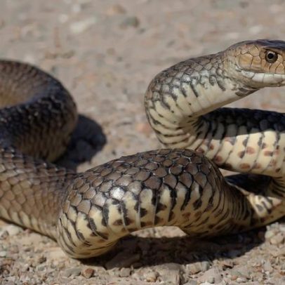 Alemão morre após cobra entrar em calça durante show no Egito