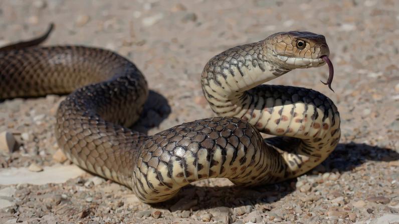 foto colorida cobra-marrom
