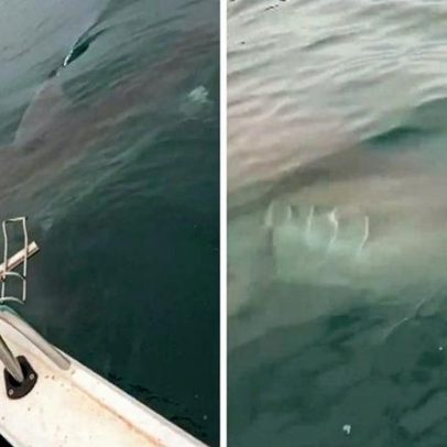 Pescadores filmam tubarão-branco gigante na Austrália