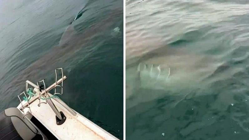 1 de 1 Tubarão-branco rondando pequeno barco de pescadores na Austrália - Metrópoles - Foto: Reprodução/7News