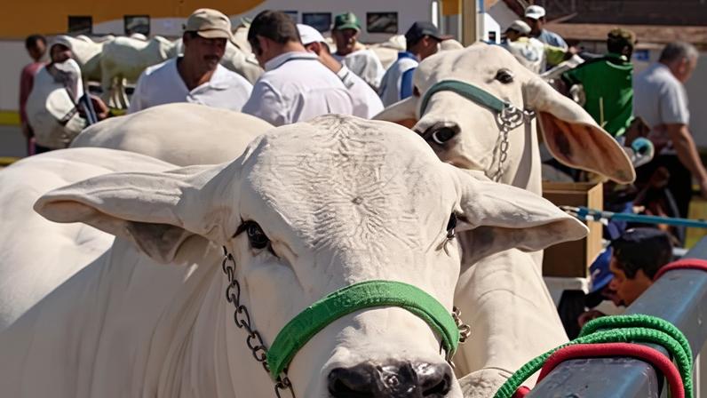 ExpoZebu acontece em Uberaba