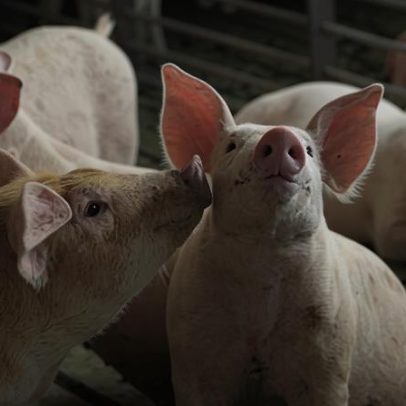 Brasileiros clonam porco para estudo de transplante de órgãos suínos
