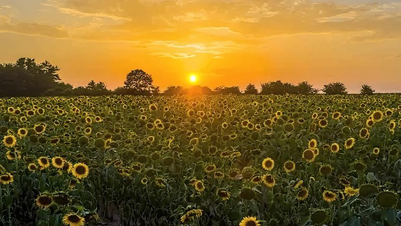 Menos mortes por calor em 2025, apesar do verão mais quente