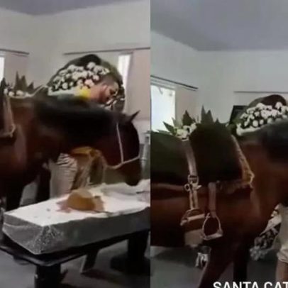 Égua reage ao ver tutor em caixão e emociona presentes em velório em SC