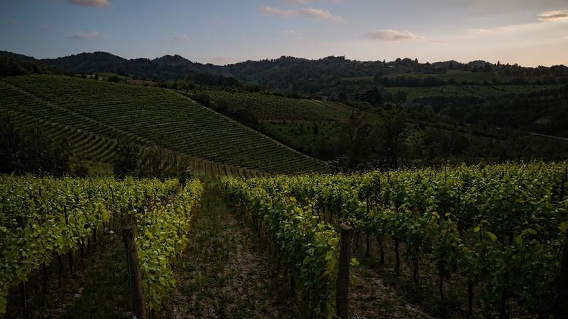 Green vines on slopes with blue sky