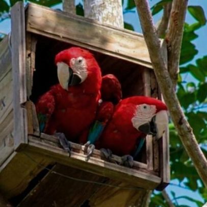Após 200 anos, nascem filhotes da arara-vermelha-grande na Mata Atlântica