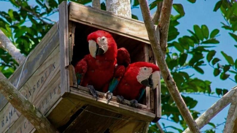 Após 200 anos, nascem filhotes da arara-vermelha-grande na Mata Atlântica