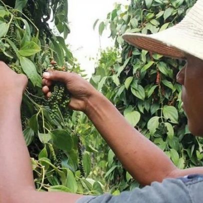 Bactérias no cultivo da pimenta-do-reino reduzem uso de químicos