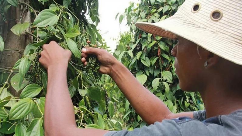Bactérias no cultivo da pimenta-do-reino reduzem uso de químicos