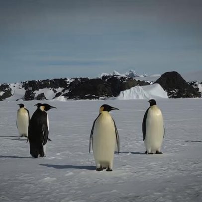 Crise climática na Antártida coloca pinguim-imperador em risco de extinção