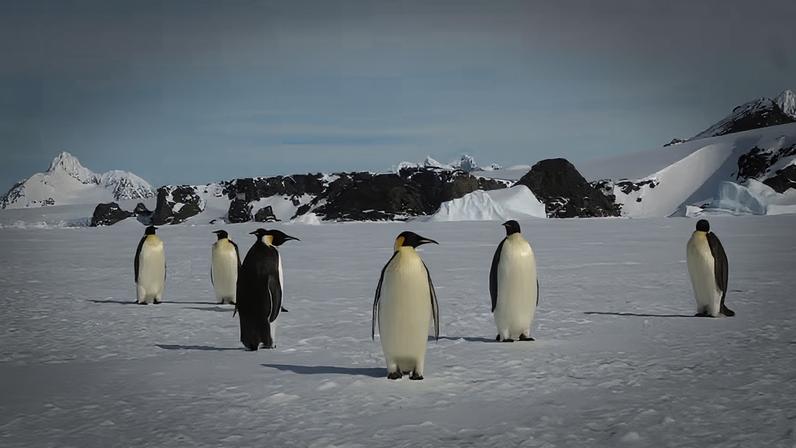 Pinguins-imperadores passaram a ser considerados pela IUCN ameaçados de extinção. População deve se reduzir pela metade até 2080 com diminuição de gelo na Antártida.