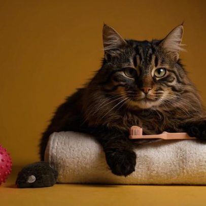 Riscos do tártaro para a saúde de cães e gatos