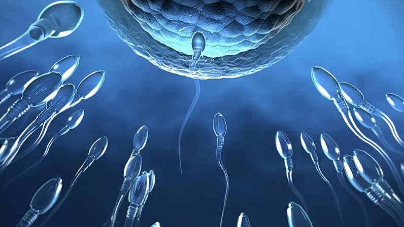 Ilustração de espermatozoides fecundando um óvulo