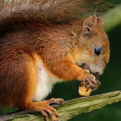 Mais mamíferos em países tropicais, mas com limitações nos estudos