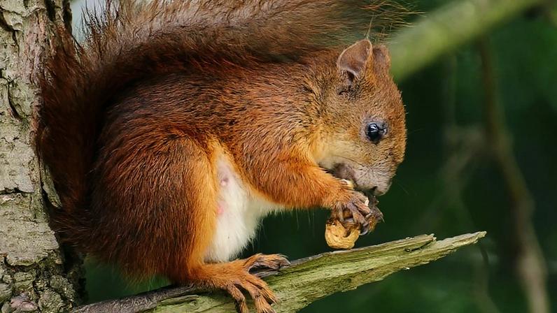 Roedores como o esquilo correspondem a 41% das descrições de mamíferos entre 1990 e 2025, segundo estudo conduzido por brasileiros