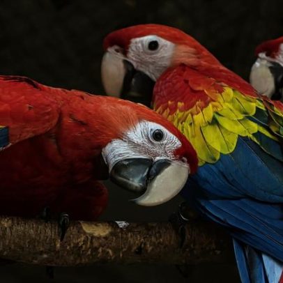 Guatemala usa IA para detectar desmatamento ilegal por áudio