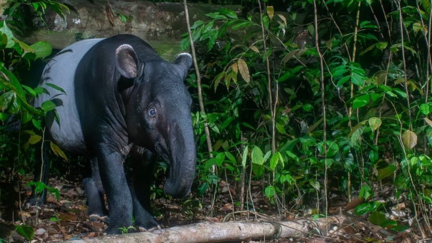 Faltas de dados impedem o futuro dos tapirs da Malásia
