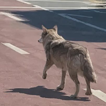 Coreia do Sul prende homem por publicar foto de lobo fugitivo gerada por IA