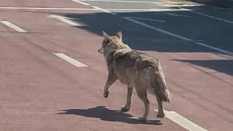 This AI-generated photo prompted authorities to urgently relocate their search operation for Neukgu