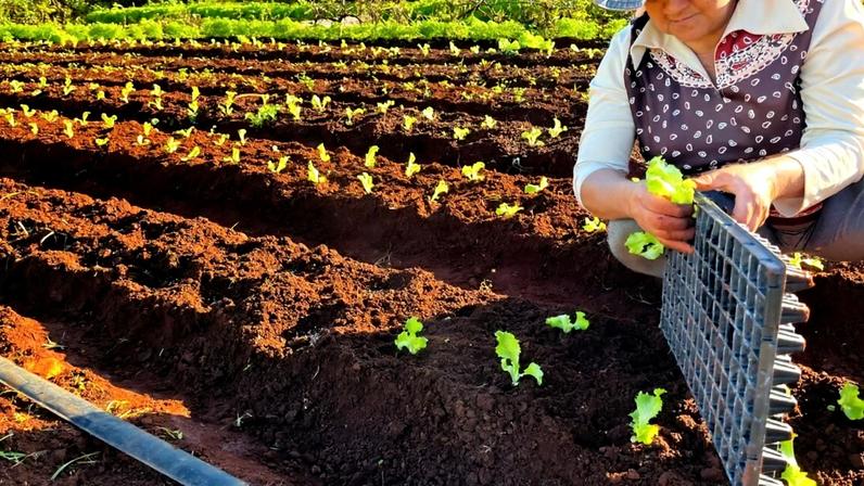 Responsáveis por abastecer 213 milhões de brasileiros, os pequenos produtores são a base do nosso sistema alimentar