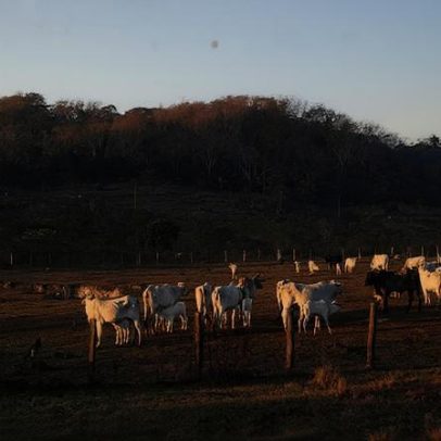 STF mantém lei que restringe compra de terras por empresas estrangeiras
