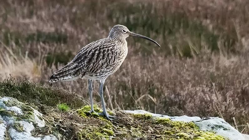 Ação urgente para salvar aves que definem a Grã-Bretanha