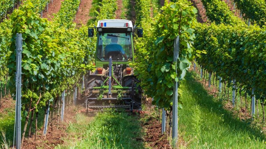 Usage du cuivre en viticulture : un recours déposé par l’Anses pour maintenir les restrictions.