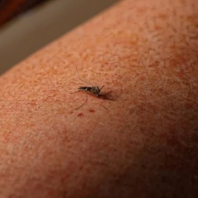 Febre amarela: o que é e quais são seus principais sintomas