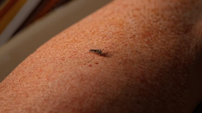 Uma fêmea de mosquito Aedes se alimenta de sangue humano em Tehatta, Bengala Ocidental, Índia, em 27 de fevereiro de 2026