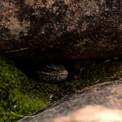 Nova espécie rara de lagarto no deserto australiano com menos de 20 indivíduos