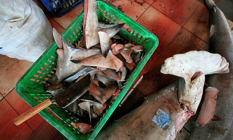 Shark fins and a dead hammerhead shark. Image courtesy of Earth League International (ELI).