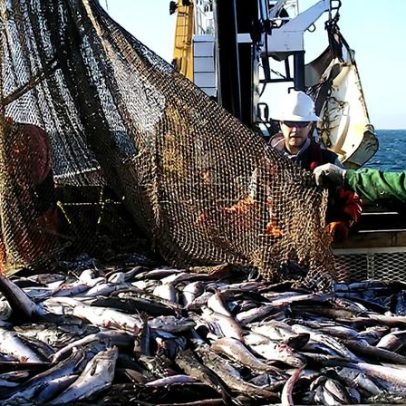 Lei Magnuson-Stevens de pesca dos EUA completa 50 anos com cortes orçamentários