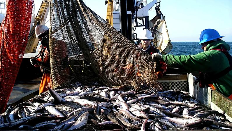 Lei Magnuson-Stevens de pesca dos EUA completa 50 anos com cortes orçamentários