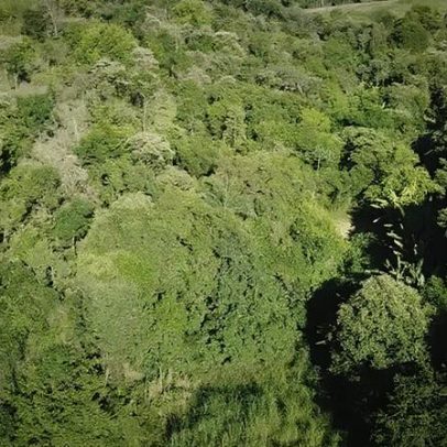São Paulo amplia monitoramento ambiental por satélite