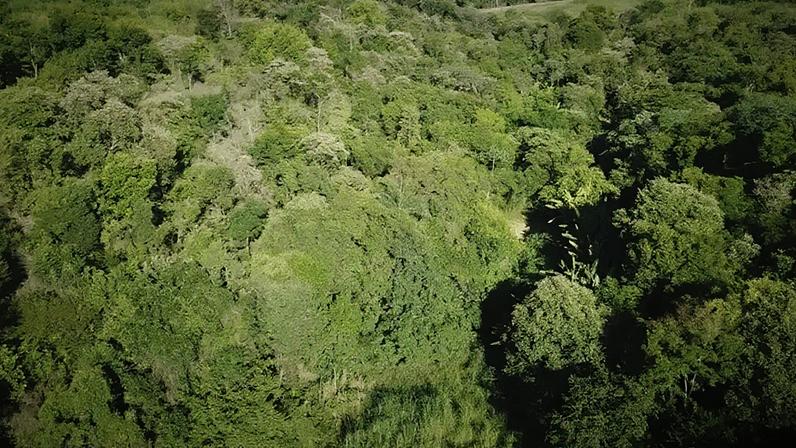 São Paulo amplia monitoramento ambiental por satélite